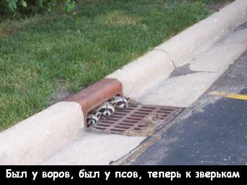 еноты.jpg